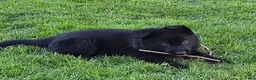 German Shepherd dogs for sale: Elvis - Ad 2