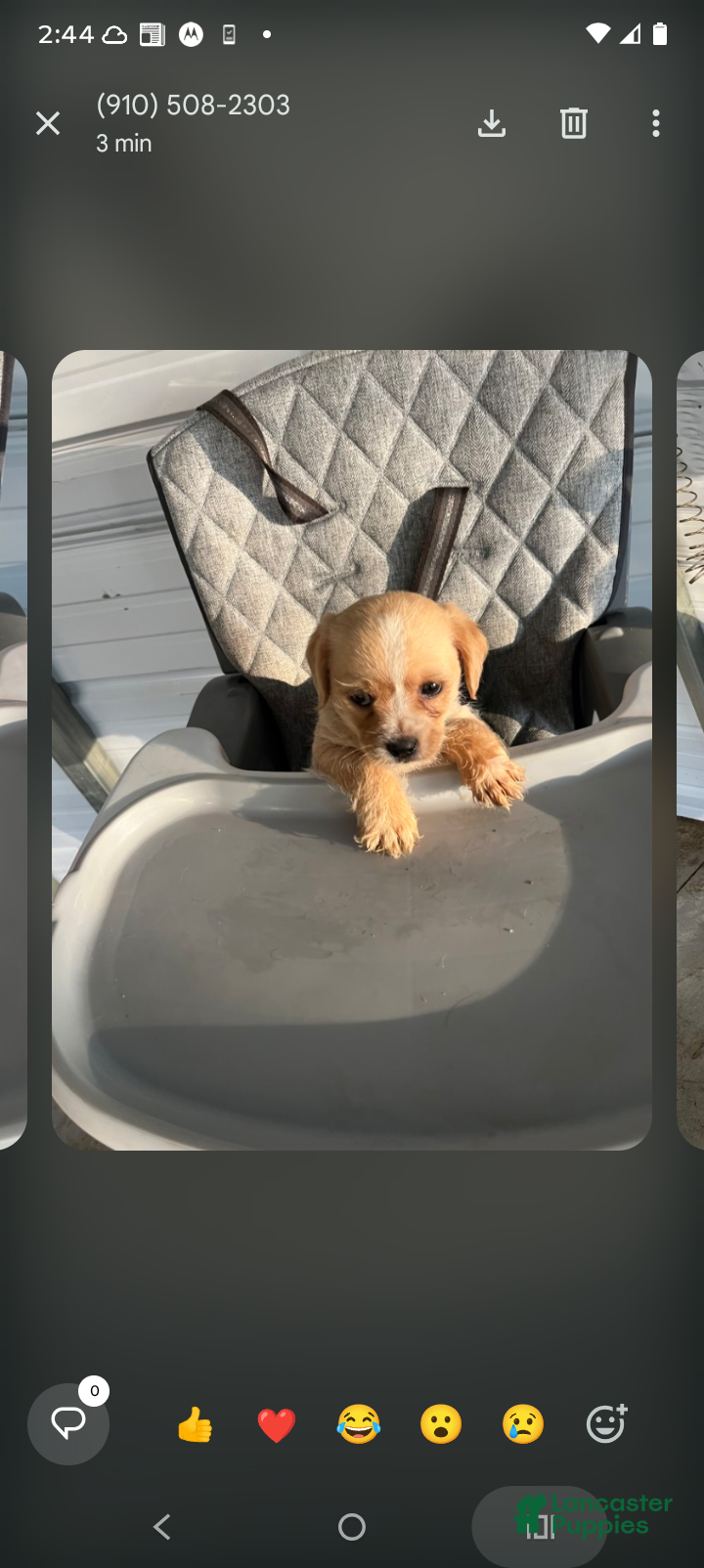 Chipoo dogs Leo - Ad 2