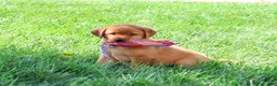 Labrador Retriever dogs for sale: Claudia - Ad 3