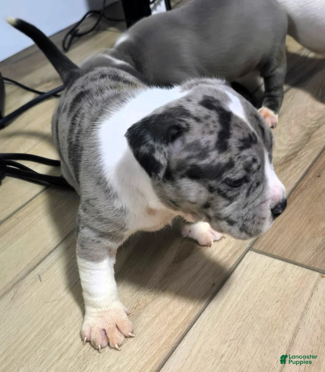American Bully dogs for sale: "AALIYAH" BLUE MERLE - Ad 2