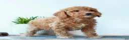 Miniature Poodle dogs for sale: Cassie  - Ad 3