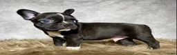 Mixed Breed dogs for sale: Mr. Theo - Ad 6