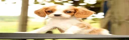 Cavalier King Charles Spaniel dogs for sale: Vinny - Ad 2