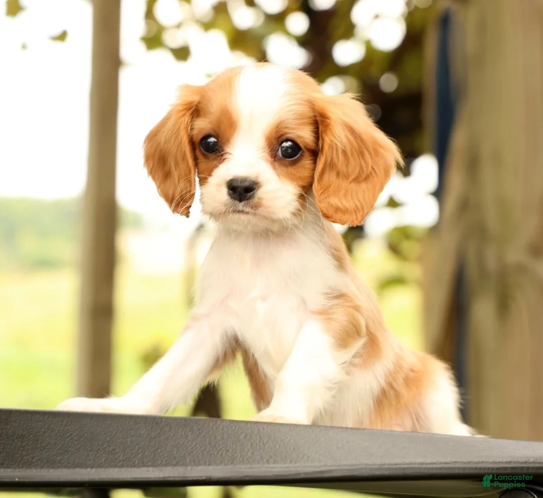 Cavalier King Charles Spaniel dogs for sale: Vinny - Ad 2