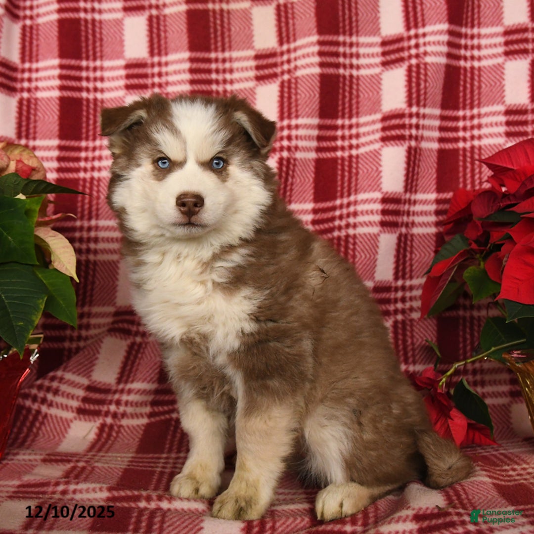 Pomsky dogs for sale: Winter - Ad 2