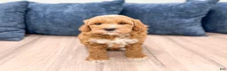 Mini Goldendoodle dogs for sale: Macy - Ad 7