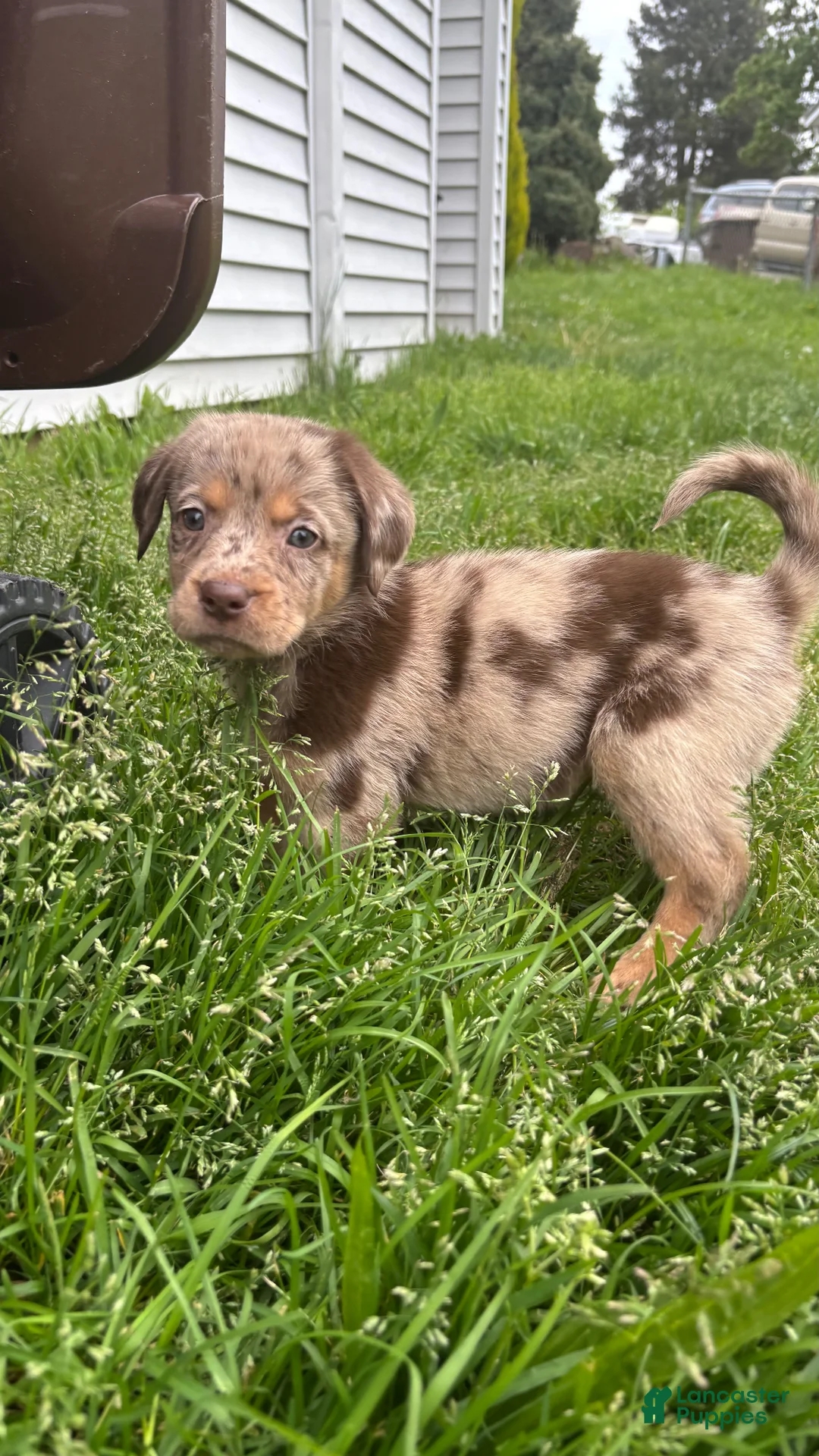 Double Doodle dogs for sale: Aussie puppy  - Ad 1