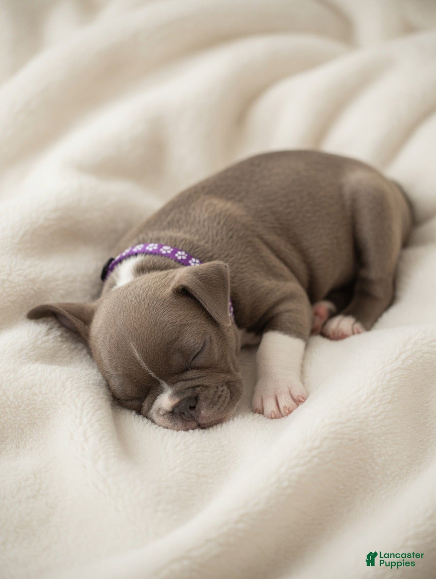 Boston Terrier dogs Mouse - Ad 27