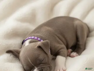 Boston Terrier dogs Mouse - Ad 28