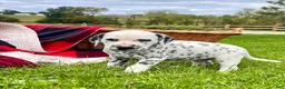 Dalmatian dogs for sale: Ryan❤️Blue Eyed🐾Akc Genetic Tested - Ad 1