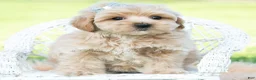 Maltipoo dogs for sale: Cabo - Ad 5