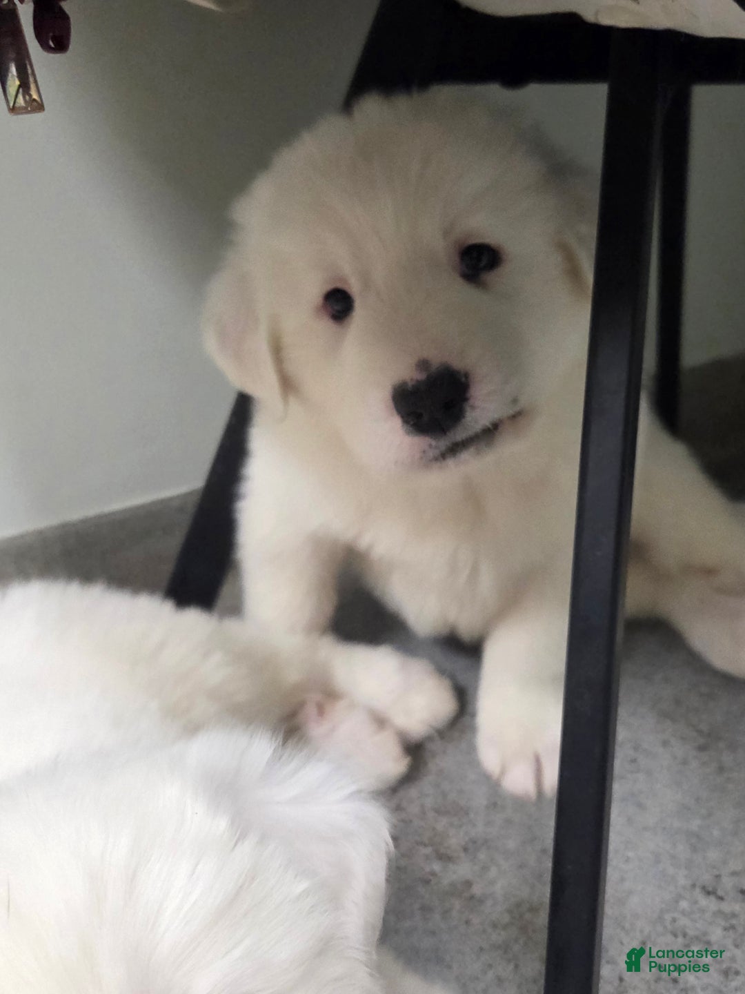 Great Pyrenees dogs for sale: Casper - Ad 8