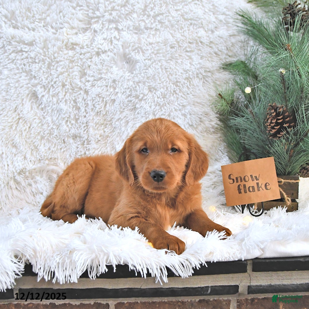 Golden Retriever dogs for sale: Snowflake  - Ad 4
