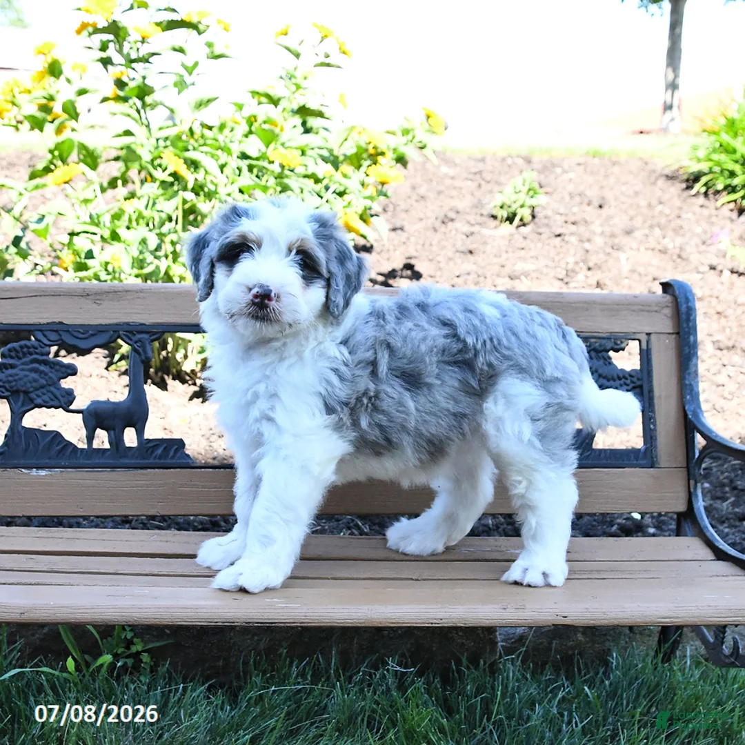 Mini Bernedoodle dogs for sale: Lily - Ad 1
