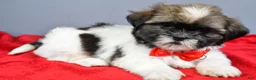 Shih Tzu dogs for sale: Lee - Ad 2