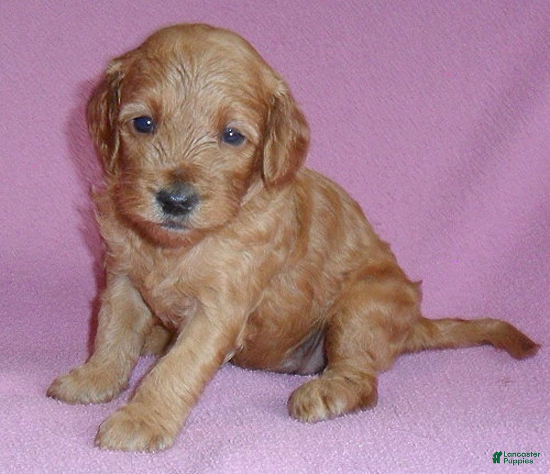 Cockapoo dogs for sale: Lola - Ad 1