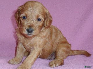 Cockapoo dogs Lola - Ad 31