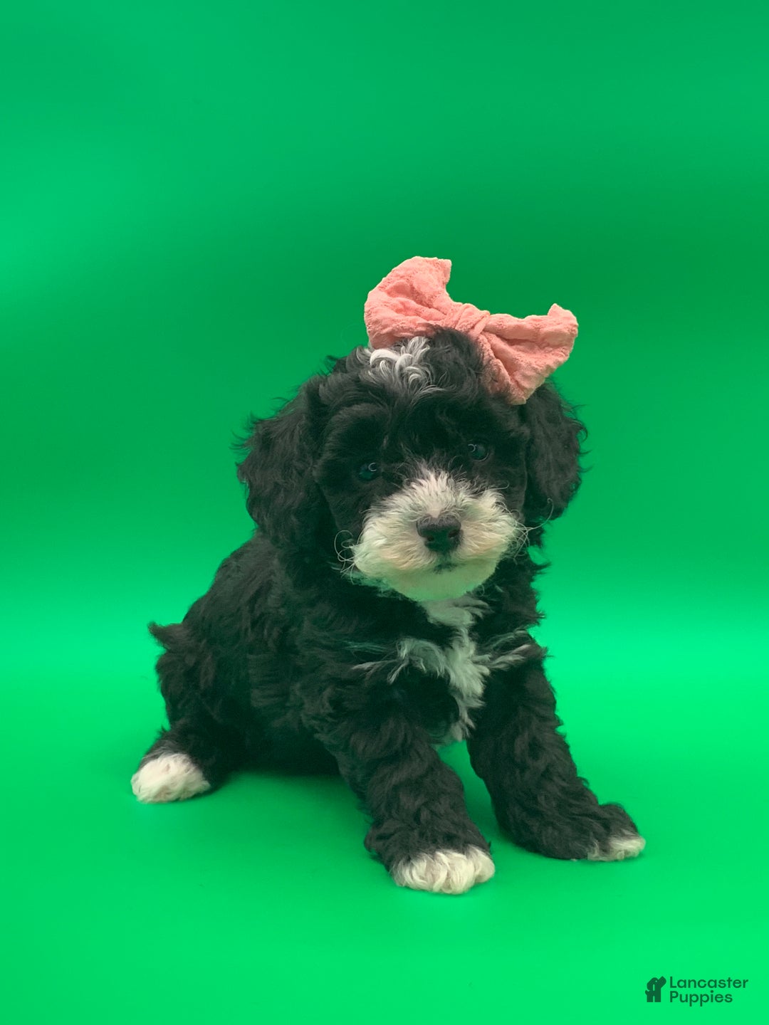 Toy Poodle dogs for sale: betsy - Ad 1