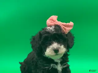 Toy Poodle dogs betsy - Ad 10