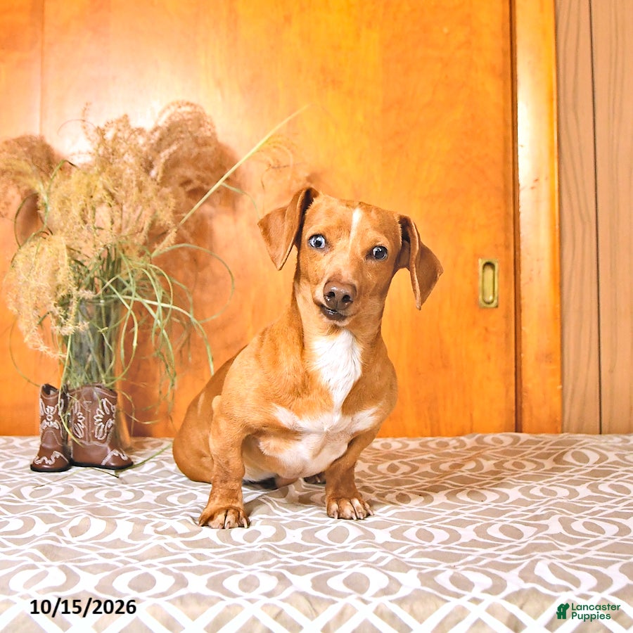 Miniature Dachshund dogs Bruce - Ad 2