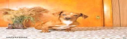 Miniature Dachshund dogs for sale: Bruce - Ad 2