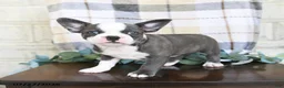 Frenchton dogs for sale: Johnny - Ad 3