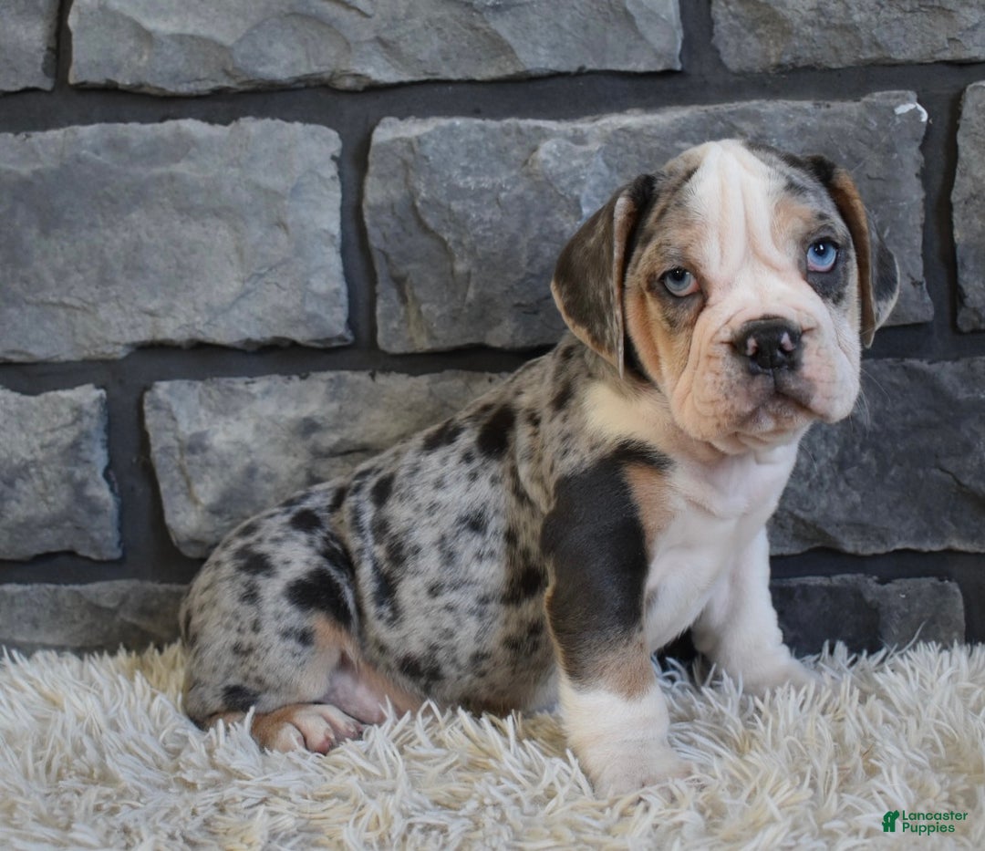 Mixed Breed dogs for sale: Twinkle  - Ad 5