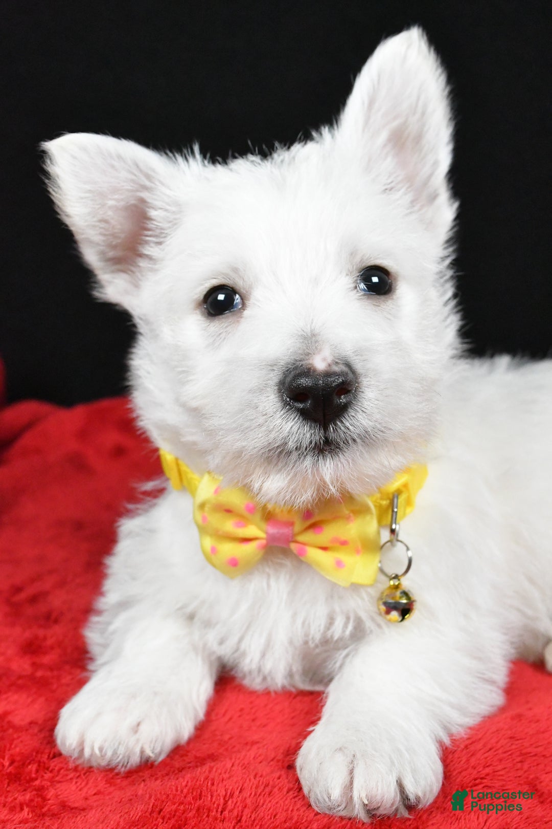 West Highland Terrier dogs for sale: Echo - Ad 3