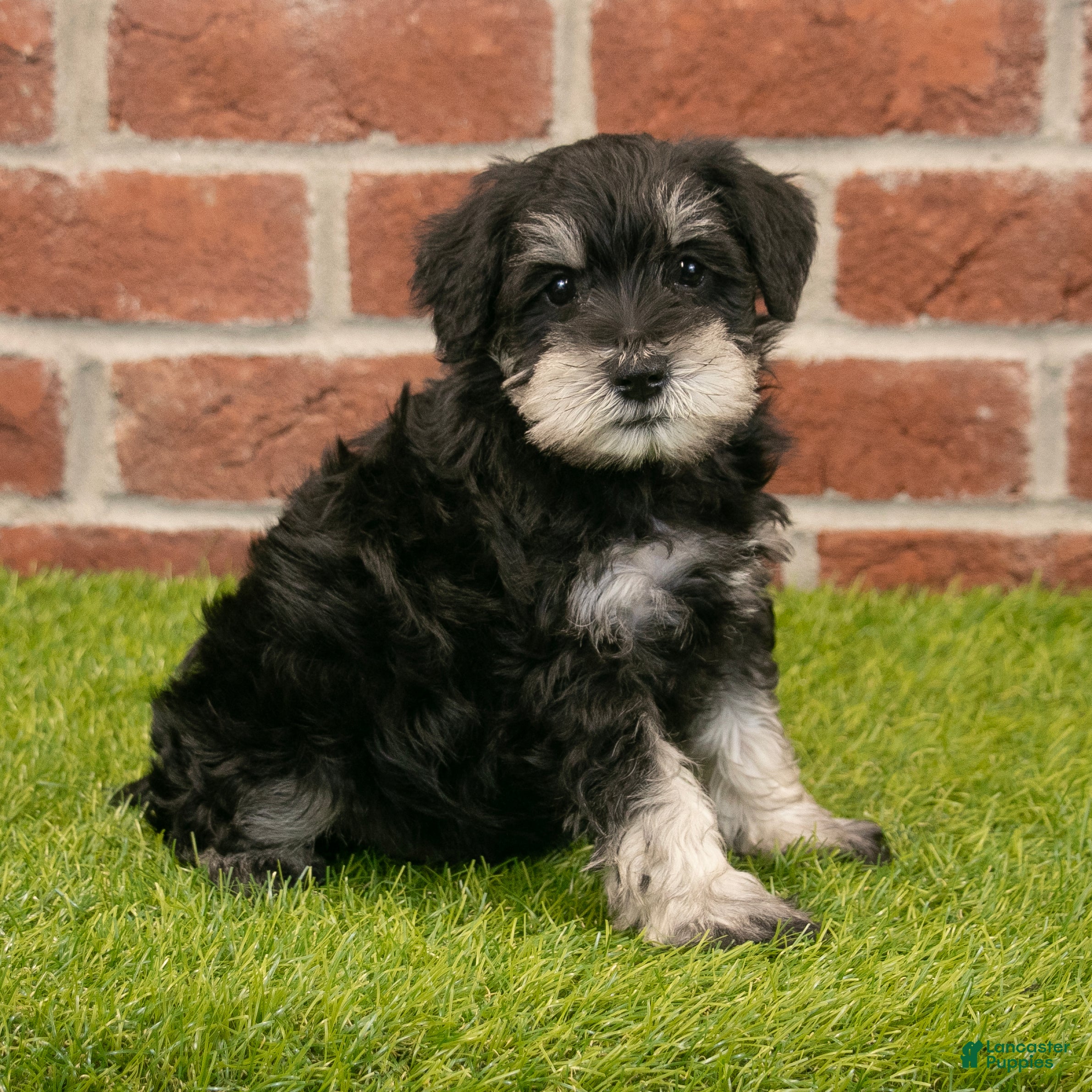 Miniature Schnauzer dogs for sale: Finn - Ad 1