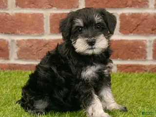 Miniature Schnauzer dogs for sale: Finn - Ad 2
