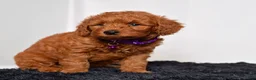 Mini Goldendoodle dogs for sale: Mr. Lex - Ad 4