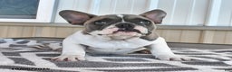 French Bulldog dogs for sale: Timber - Ad 8