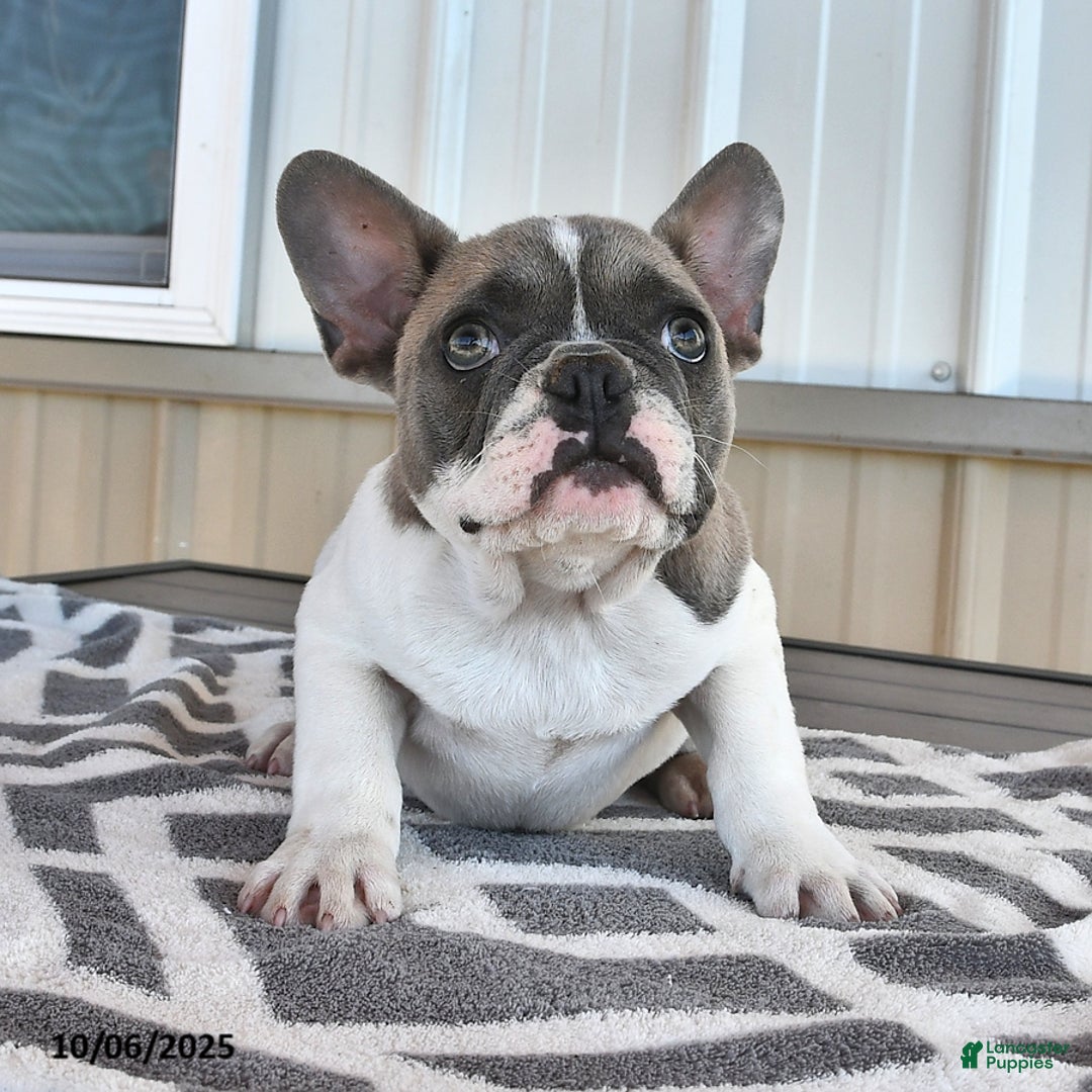 French Bulldog dogs for sale: Timber - Ad 8