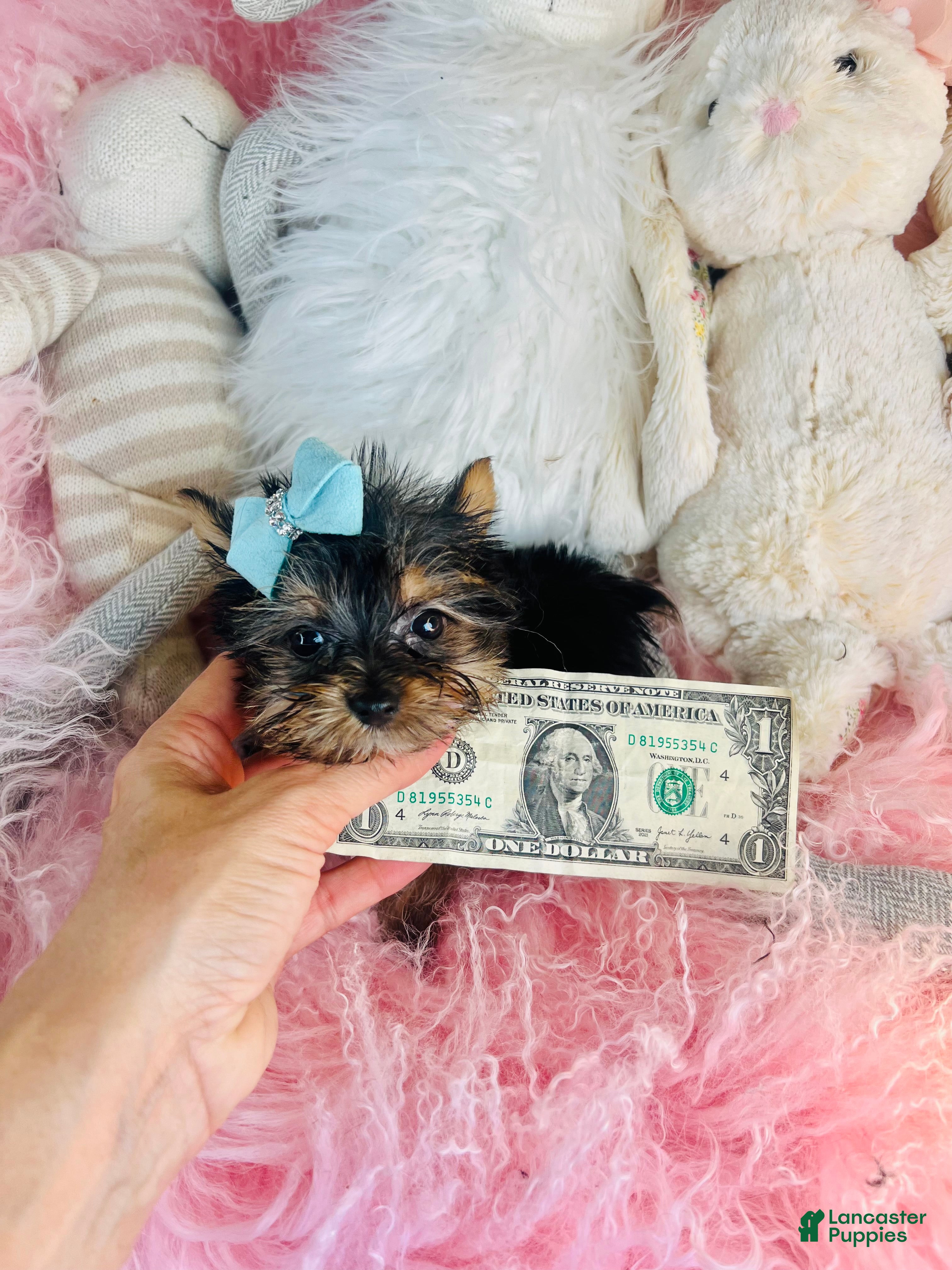 Yorkshire Terrier dogs Teacup/Pocketbook Yorkshire Terrier 1 - Ad 2