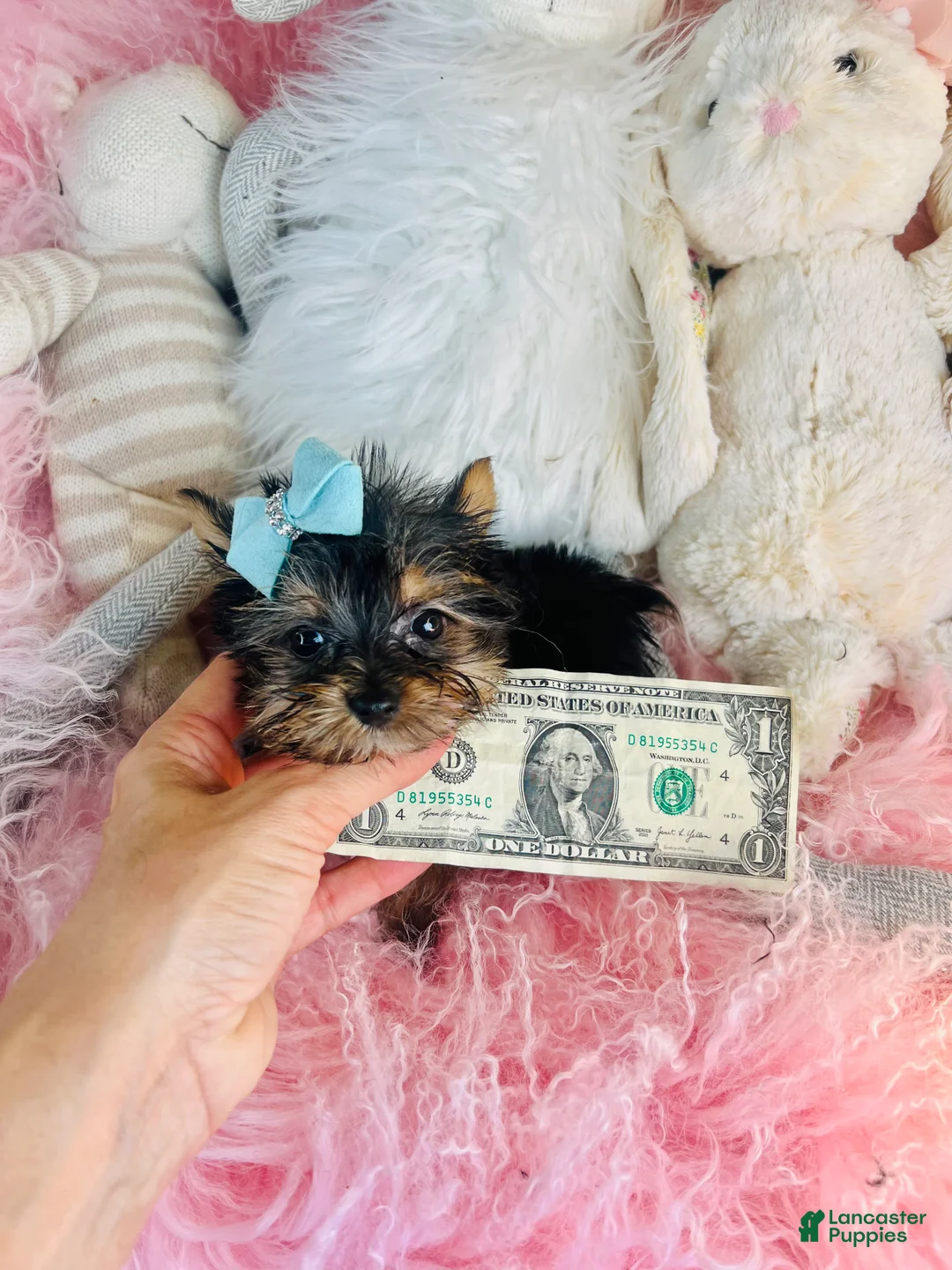 Yorkshire Terrier dogs for sale: Teacup/Pocketbook Yorkshire Terrier 1 - Ad 2
