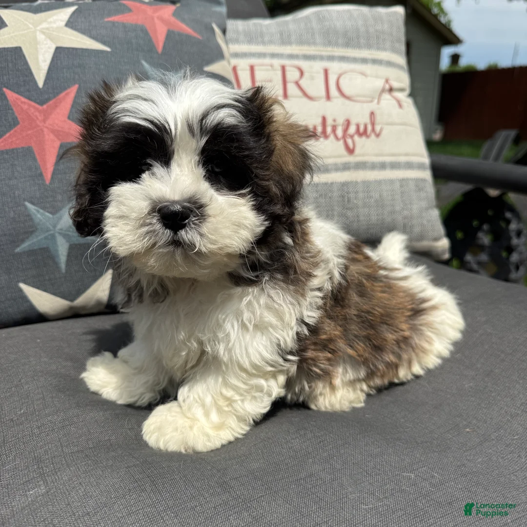 Teddy Bear dogs for sale: Louie  - Ad 5