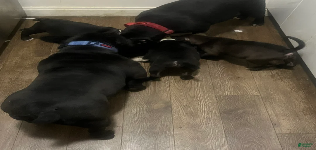 Gallery Image {{count}}