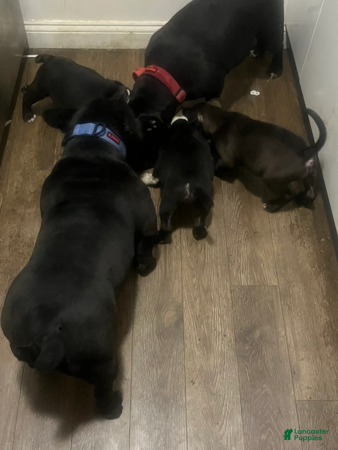 Gallery Image {{count}}