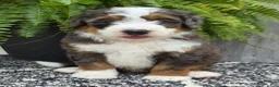 Mini Bernedoodle dogs for sale: Mini Jax - Ad 9