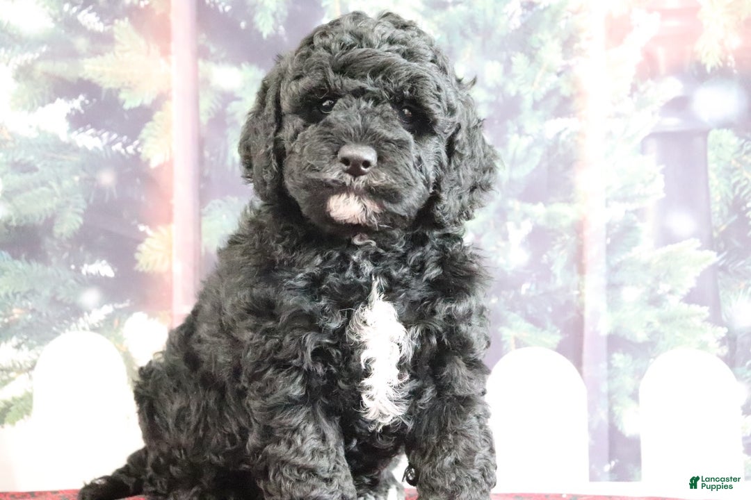 Mini Goldendoodle dogs for sale: Valentine - Ad 3