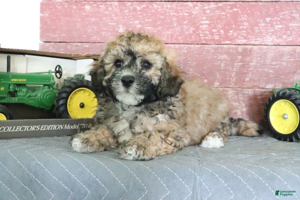 Bichpoo dogs Mark - Ad 1