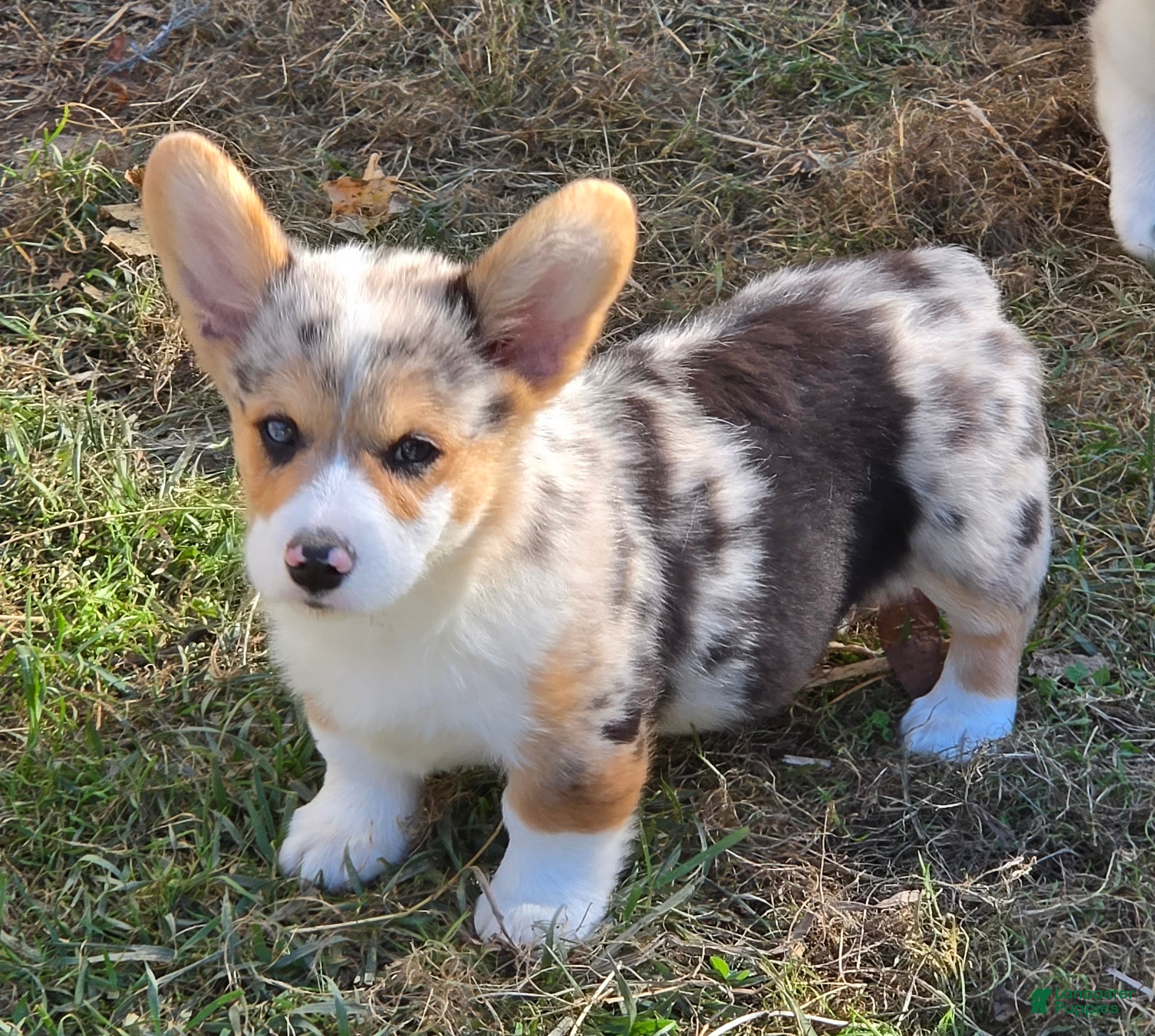 Welsh Corgi Pembroke dogs Stunning Stanley  - Ad 1