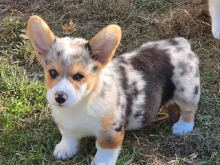 Welsh Corgi Pembroke dogs Stunning Stanley - Ad 1