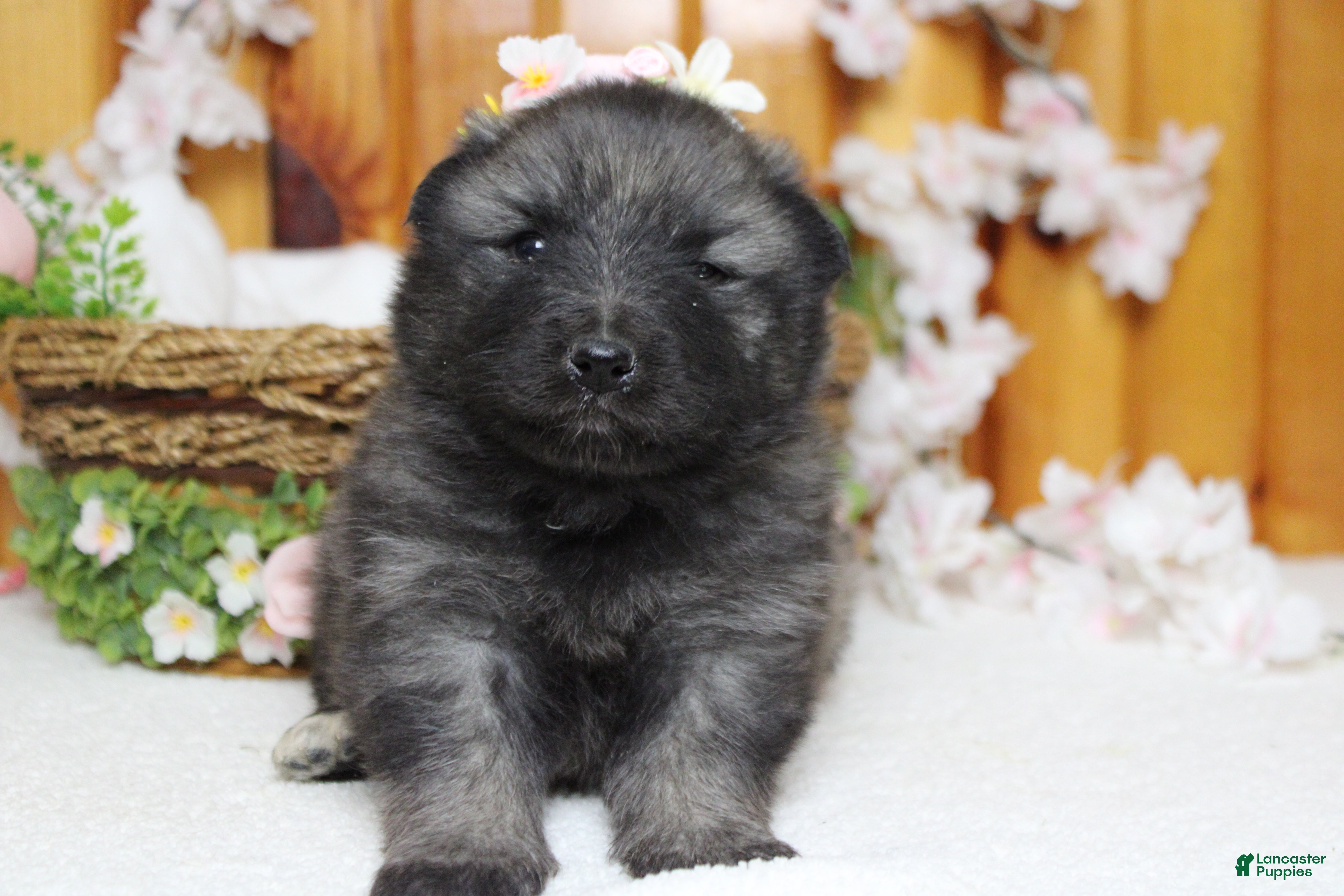 Keeshond dogs Thelma  - Ad 6