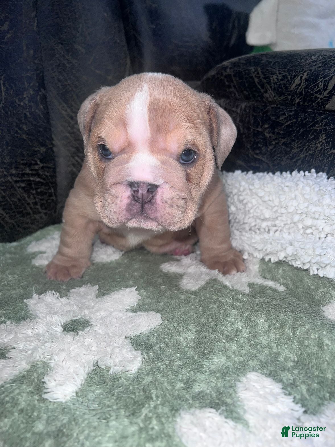 English Bulldog dogs for sale: Dozer  - Ad 1