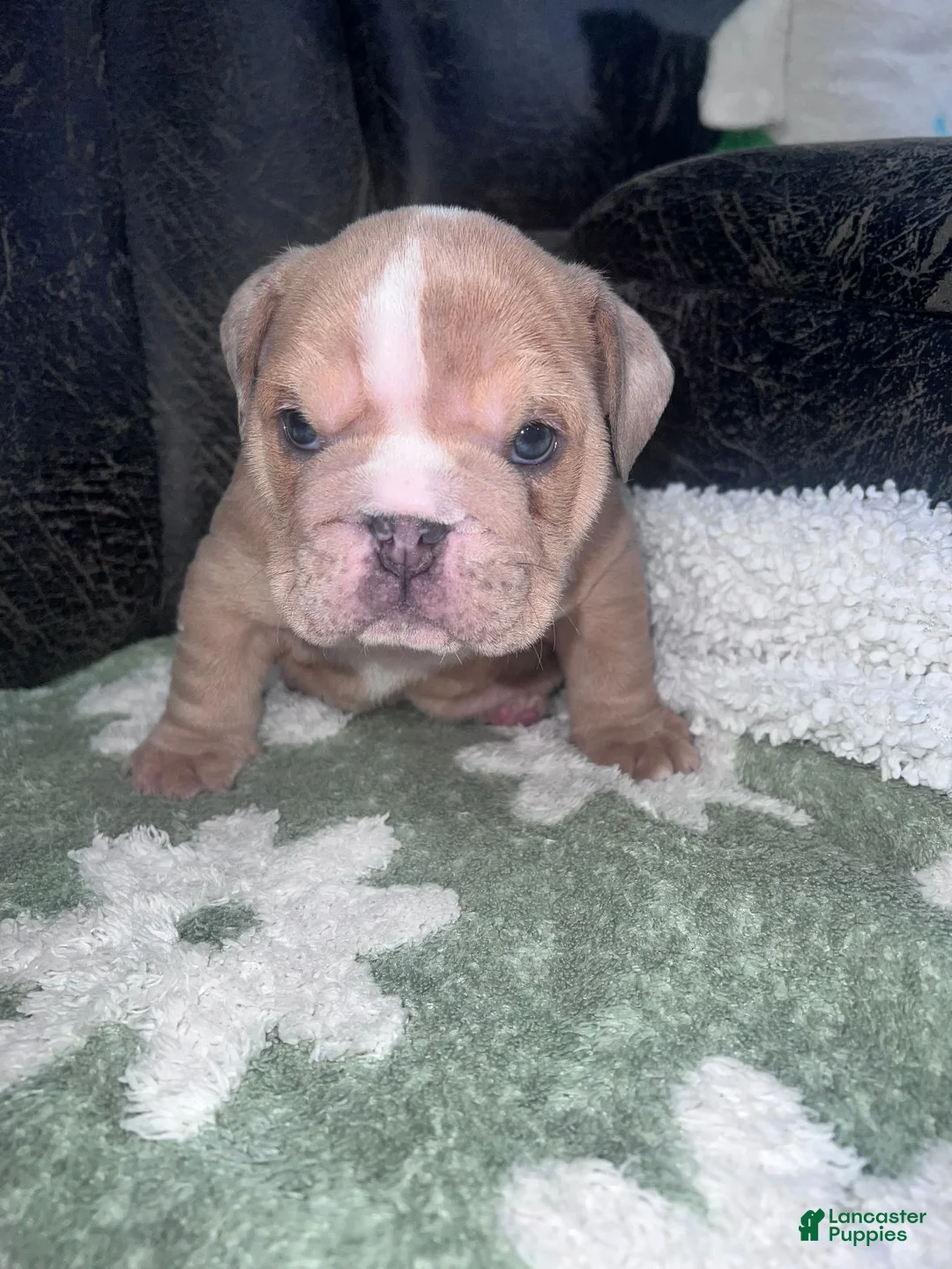English Bulldog dogs for sale: Dozer  - Ad 1