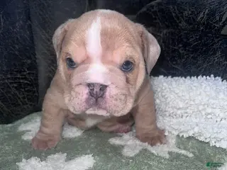 English Bulldog dogs for sale: Dozer - Ad 1