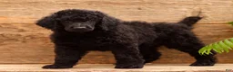 Standard Poodle dogs for sale: Dozer - Ad 2