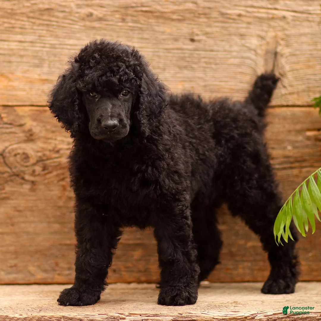 Standard Poodle dogs for sale: Dozer - Ad 2