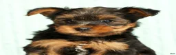 Yorkshire Terrier dogs for sale: Mason - Ad 9